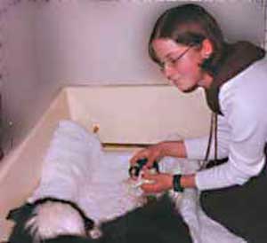 Dog Carer Au Pairs Border Collie Merry whelped by Lisa