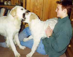 Dogs can play quite ferociously without hurting each other 