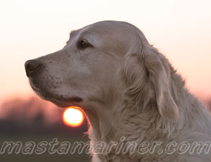 Golden Retriever Image