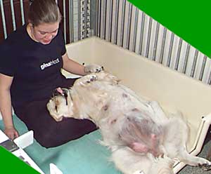 Au Pair Dog Carers Golden Retriever Magic with Camilla just before whelping