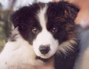 Border Collies: Merry as a puppy