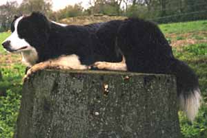 Border Collies: Merry waiting for the order to go!