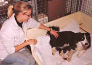 Border Collie Merry whelped by Jenny