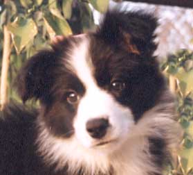 Border Collie Puppies for Sale