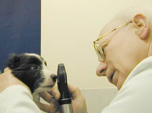 Molly undergoes litter screening for CEA in the kind and capable hands of Dr Ian  Mason