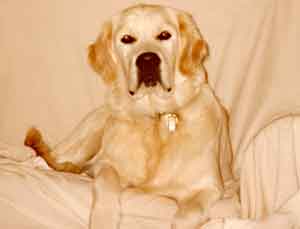 Golden Retriever Ben Newman