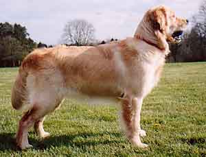 Golden Retriever The Honourable Biscuit Gardiner