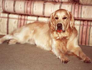 golden retriever Charlie Gardner