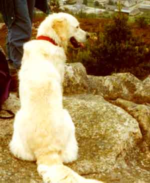Golden Retriever Heather Robinson
