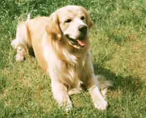 Golden Retriever Hubert Dunsdon