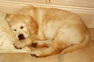 Golden Retriever Jester Rhodes