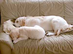 Golden Retrievers Kyle and Wallace Malcolm