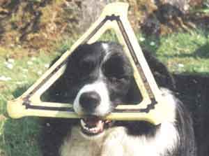 Border Collie Morgan Quern