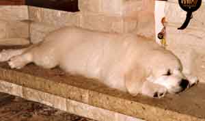 Golden Retriever Ollie Standline-Johnson