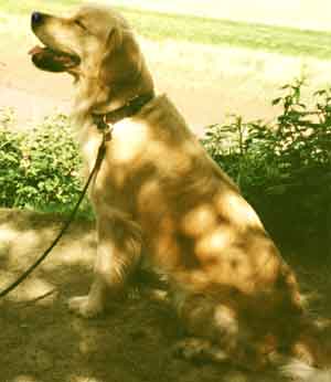 Golden Retriever Polly Barlow