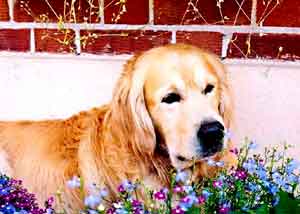 Golden Retriever Sammy Thackray