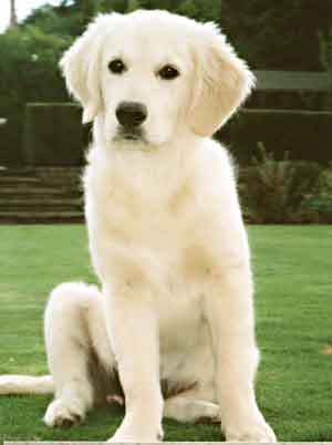 Golden Retriever Sophie Goodliffe