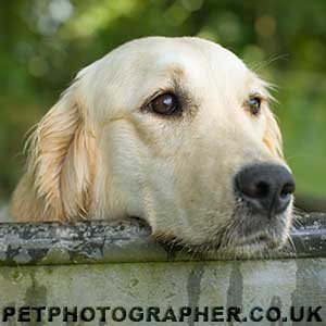 Golden Retriever Image Pagan