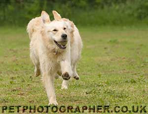 Golden Retriever Image Pagan