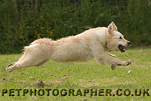 Golden Retriever Image Pagan