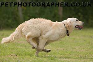 Golden Retriever Image Pagan