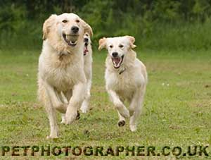 Golden Retriever Image Pagan