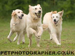 Golden Retriever Image Pagan