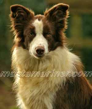 Border Collie Image brown