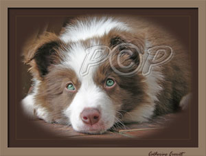 Red Border Collie