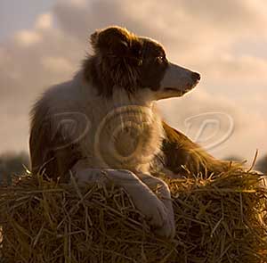 Border Collie Image