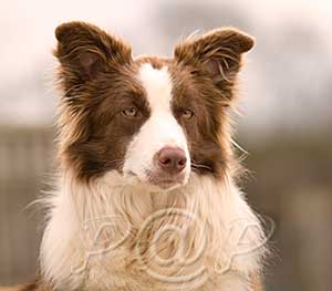 border collie Image