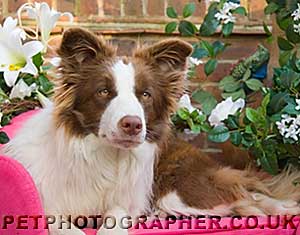 Red Border Collie