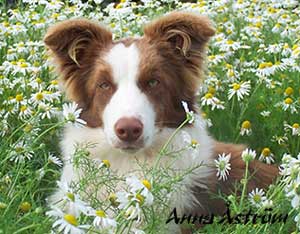 Brown Border Collie Image