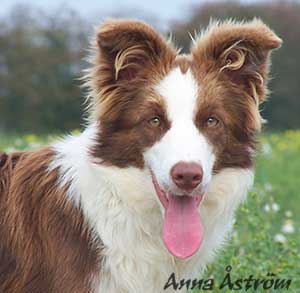 chocolate border collie for sale