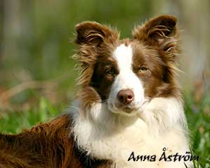 Brown Border Collie Image