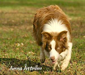 Brown Working Border Collie