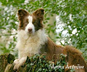 Brown Border Collie