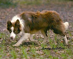 Brown Border Collie