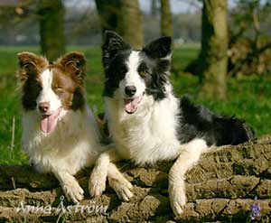 border collie image