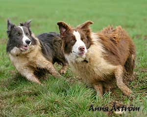 Brown Border Collie