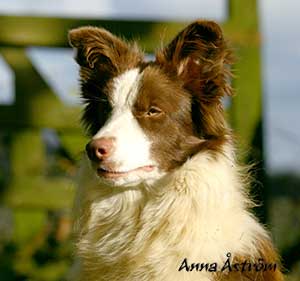 Brown Border Collie