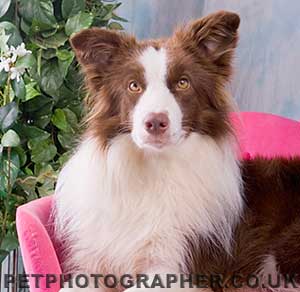 brown border collie