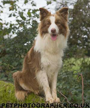 chocolate border collie for sale