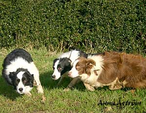 Border Collies