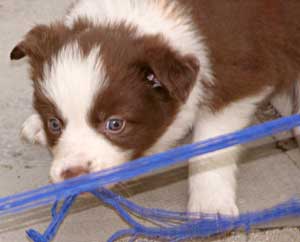 Red border collies for sale best sale near me