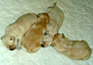 golden retreiver puppies