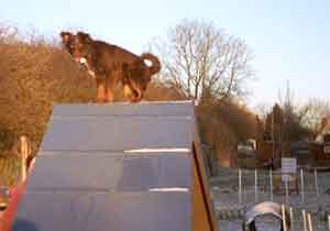 Au Pair Dog Carer Agility dog, Rebekah on the A frame