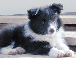 Border Collie - Ruth