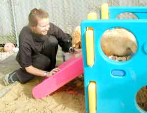 Dog Carer Au Pairs Border Collie and Golden Retriever Puppy being supervised on the play house by Marie