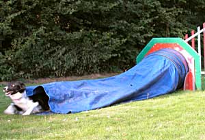 Dog Agility